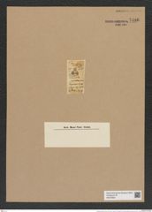 Triceratium figuratum Grev. (de-Toni-Nr.: Genus 140, Species 4014) Zeichnungen Sammlung Grunow Nr. 7486 (NHMW-BOT-W0376602)